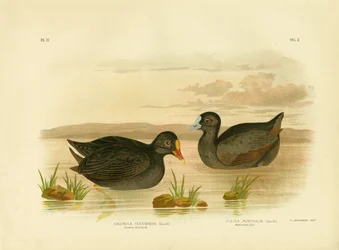 Sombre Gallinule Or Dusky Moorhen, 1891